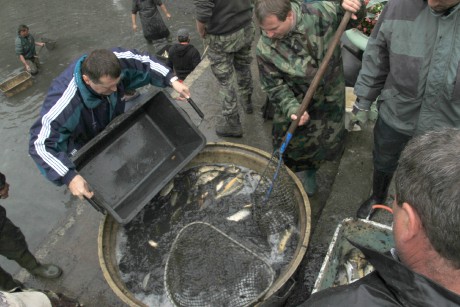 Podzamka 22.9.12 výlov 08