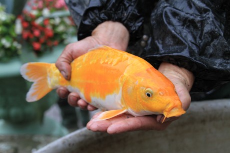 Podzamka 22.9.12 výlov 09