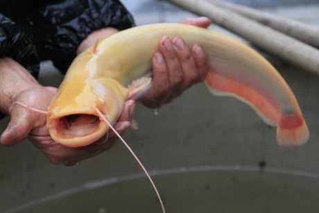 Podzamka 22.9.12 výlov 10