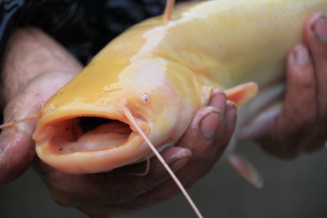 Podzamka 22.9.12 výlov 11