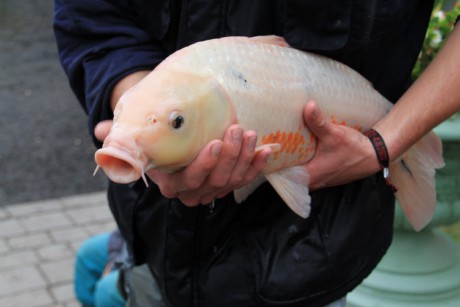 Podzamka 22.9.12 výlov 12