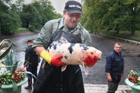 Podzamka 22.9.12 výlov 15