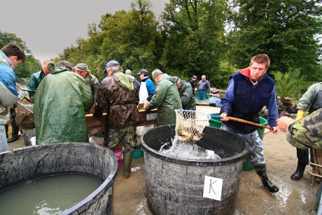 Podzamka 22.9.12 výlov 19