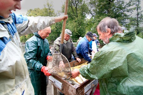 Podzamka 22.9.12 výlov 20