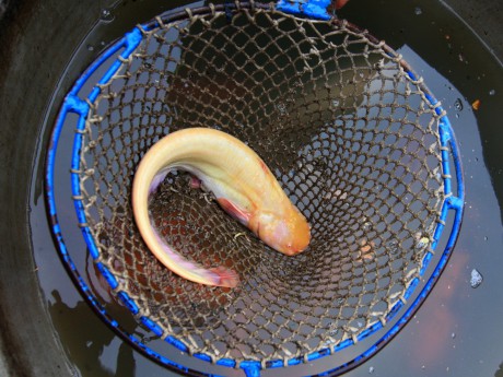 Podzamka 22.9.12 výlov 23